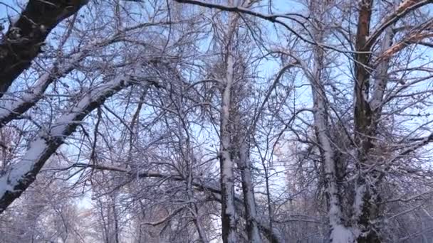 En el parque en invierno heladas, árboles y ramas en la nieve. hermoso bosque de invierno de Navidad con nieve blanca. hermoso paisaje de invierno. Movimiento lento . — Vídeos de Stock