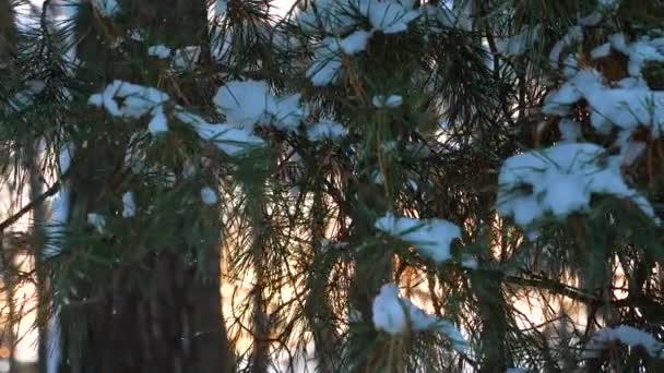 Krásné borovice větev při západu slunce lítací vítr, sníh na borové větve, Zimní večer Les, park na pozadí slunce. — Stock video