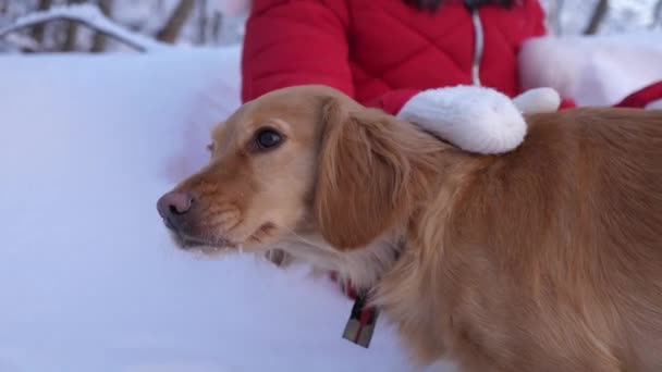 Dziecko pieszczoty pies. dziewczyna gra z psem w śniegu w zimie w parku. — Wideo stockowe