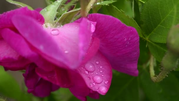 Pétales de pivoine rouge avec gouttes de rosée dans le jardin, gros plan — Video