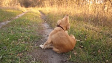 Av köpeği yolda otururken kulağını çizikler.
