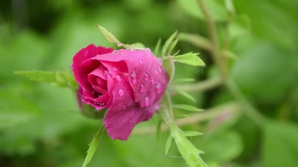 Красный пионский бутон с капельками росы, цветок в саду трясет ветер. макро — стоковое видео