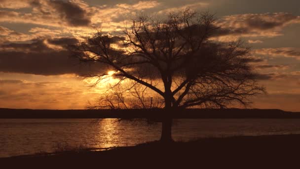 Σιλουέτα του μοναχικό δέντρο κοντά στο νερό, τα σύννεφα στο ηλιοβασίλεμα fly πάνω από λίμνη. — Αρχείο Βίντεο