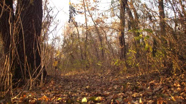 Teenagepige går med hund langs vejen strøet med efterårsblade. Langsom bevægelse . – Stock-video