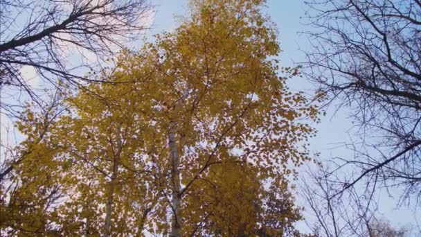 Folhas de bétula amarela balançando em ramos de árvore no parque de outono, belo céu azul com nuvens sobre a floresta — Vídeo de Stock