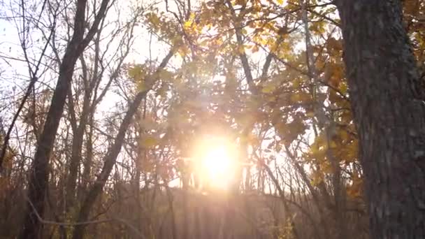 Солнце мерцает за ветвями деревьев, осенний лес на закате — стоковое видео