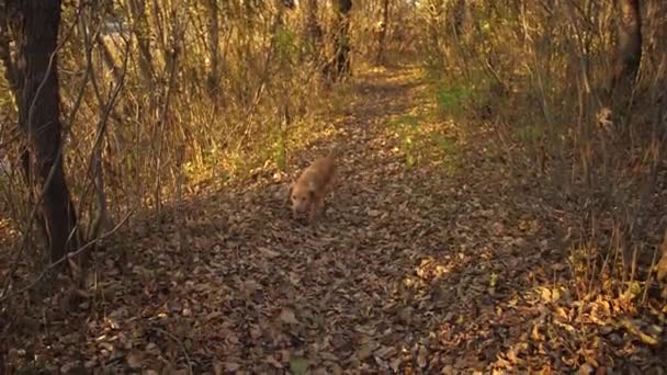 Caccia cane passeggiando nel parco nella foresta autunnale — Video Stock