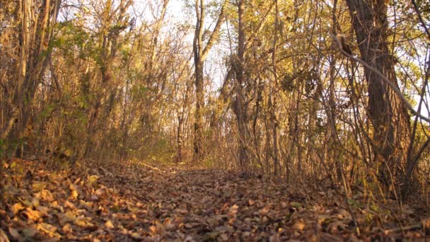 Bellissimo cane corre lungo un sentiero forestale cosparso di volpi — Video Stock