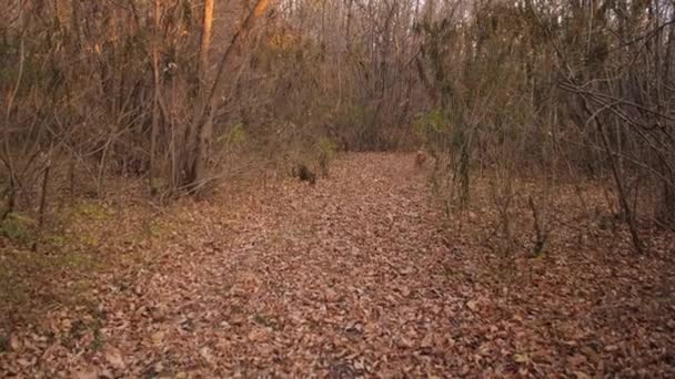 Perro feliz corre al dueño en hojas secas en el parque de otoño. Movimiento lento — Vídeos de Stock