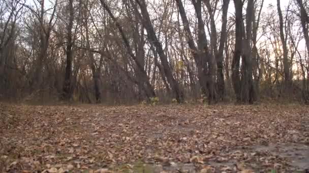 Perro de caza corre sobre hojas secas en el bosque de otoño. Movimiento lento — Vídeo de stock