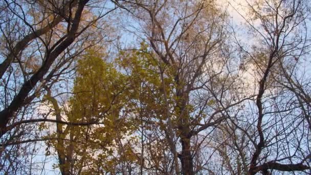 Gele bladeren van de esdoorn en wilg zwaaien op takken in de herfst park, mooie blauwe hemel met wolken boven de bomen — Stockvideo