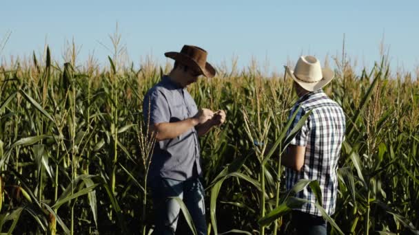 Empresarios con tableta examinan su campo con maíz. concepto de negocio agrícola. Los granjeros caminan en un campo florecido. Agrónomos hombres ozamatrivayut floración y mazorcas de maíz . — Vídeos de Stock