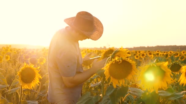 Geschäftsmann mit Tablet untersucht sein Feld mit Sonnenblumen. landwirtschaftliches Geschäftskonzept. Agronom Mann osamatrivaet Blumen und Sonnenblumenkerne. Bauer geht auf blühendem Feld spazieren. — Stockvideo