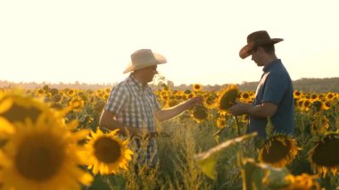 takım çalışması ve zafer. Agronomists erkekler ozamatrivayut çiçeklenme ve Mısır cobs. Tablet ile işadamları kendi alanını Mısır ile inceler. Tarımsal iş konsepti.