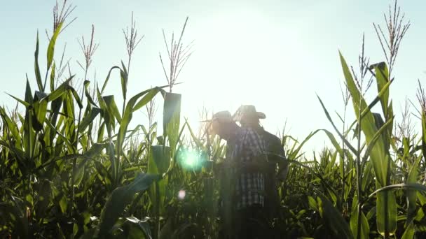Team work and victory. Agronomists men ozamatrivayut flowering and corn cobs. Businessmen with tablet examines their field with corn. concept of agricultural business. — Stock Video