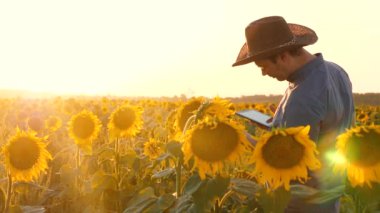 Tarımsal iş kavramı. agronomist adam ayçiçeği çiçek alan görür. Tablet kontrol çiçek ayçiçeği ile işadamı. tarım iş işadamı.