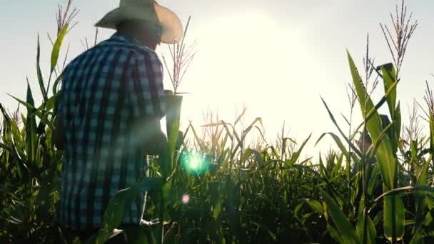 농업 비즈니스의 개념입니다. 농업 경제 학자 남자 꽃 필드와 옥수수 cobs 검사합니다. 타블렛으로 실업가 옥수수 밭을 확인합니다. 농업에서 일 사업가. — 비디오
