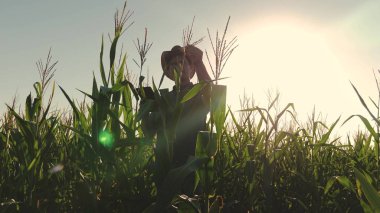 İşadamı tablet ile mısır tarlası denetler. tarıma dayalı işletme kavramı. Ziraat Mühendisi adam çiçekli alan ve mısır koçanı olup olmadığını denetler. Tarımda iş işadamı.
