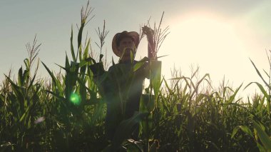 İşadamı tablet ile mısır tarlası denetler. tarıma dayalı işletme kavramı. Ziraat Mühendisi adam çiçekli alan ve mısır koçanı olup olmadığını denetler. Tarımda iş işadamı.