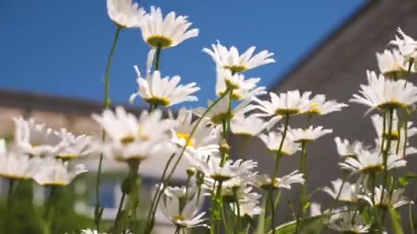 Krásné daisy květiny na nádvoří. bílé květy se třese vítr proti modré obloze — Stock video