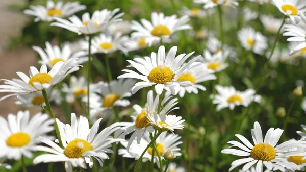 Schöne Gänseblümchen blühen im Frühling auf der Wiese. weiße Blumen schütteln den Wind auf dem Sommerfeld. Nahaufnahme — Stockfoto