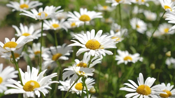 Lindas flores de margarida na primavera no prado. flores brancas treme o vento no verão. close-up — Fotografia de Stock