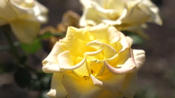 Rosa amarilla florece en verano en el jardín. Primer plano. Un negocio de flores. Hermosas flores florecen en primavera en el parque . — Vídeos de Stock