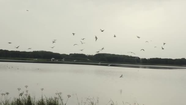 Möwenschwärme fliegen über den See. Vögel fliegen über das Wasser und fischen. Zeitlupe — Stockvideo