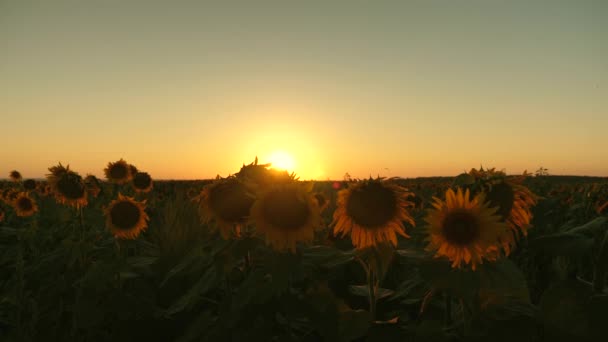 Campo de girasol en flor en los rayos de una hermosa puesta de sol. concepto de negocio agrícola. cosecha ecológica girasol . — Vídeo de stock