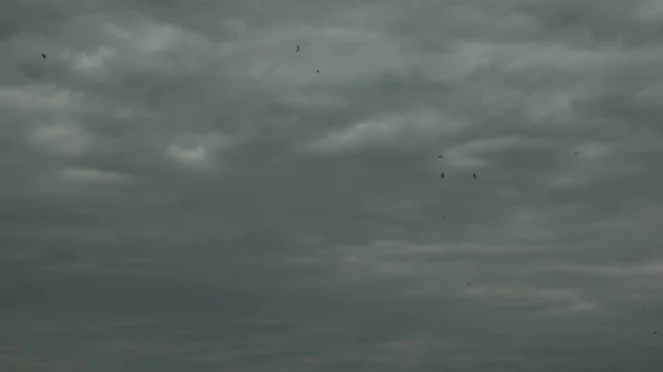 Stormo di gabbiani vola contro il cielo della sera. gli uccelli volano in alto nel cielo. Rallentatore — Foto Stock