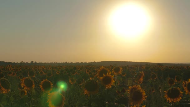 Schöne blühende Sonnenblumenfeld in den Strahlen eines schönen Sonnenaufgangs. landwirtschaftliches Geschäftskonzept. Bio-Ernte Sonnenblume. — Stockvideo
