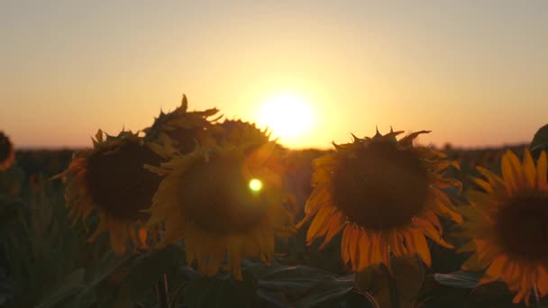 Hermosas flores de girasol en un campo en los rayos de un hermoso amanecer. Primer plano. concepto de negocio agrícola. cosecha ecológica girasol . — Vídeo de stock