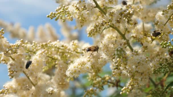 木の枝に白い花が蜂によって受粉れています。スローモーション。多くの異なる昆虫は、枝に咲く花から蜜を集めます。クローズ アップ。木に咲く春の庭の花、つぼみ. — ストック動画