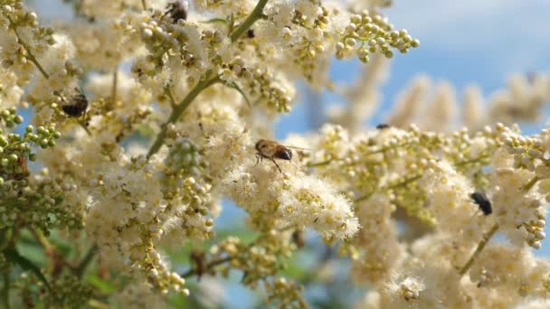 许多不同的昆虫从树枝上盛开的花朵中采集花蜜。特写。树枝上的白花是由蜜蜂授粉的。慢动作。春天庭院花在树, 芽绽放. — 图库视频影像