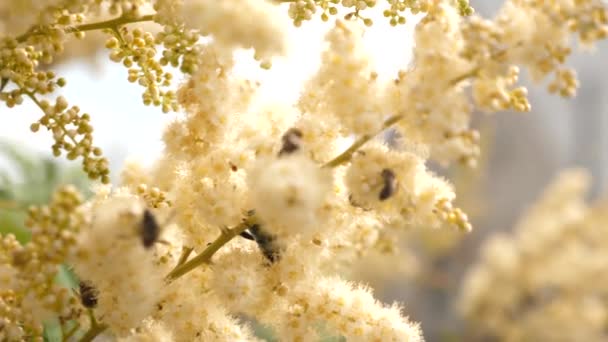 Vários insetos reúnem o néctar de flores amarelas florescentes em um ramo. close-up. As flores brancas em um ramo de árvore polinizam-se por abelhas. Movimento lento. Flores de jardim de primavera florescem em árvores, botões . — Vídeo de Stock