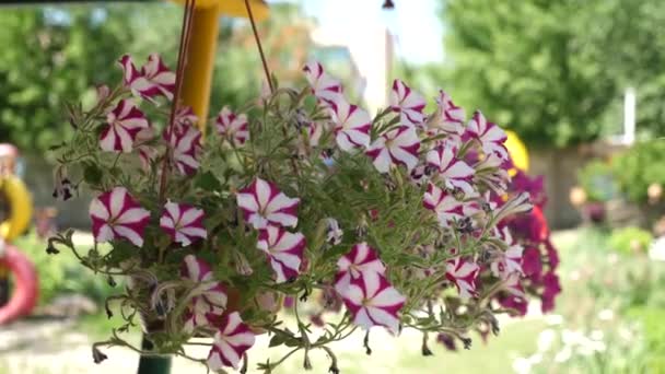 夏の花鍋に、白と赤のペチュニアが咲きます。クローズ アップ。フラワービジネス。公園の春には美しい花が咲きます。花のある居心地の良い中庭。スローモーション — ストック動画