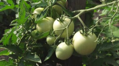 olgunlaşmamış domates çiftçilerin plantation yakın çekim. Fetus sera domates bitki. Yeşil domates bir dalda asılı olan. tarıma dayalı işletme