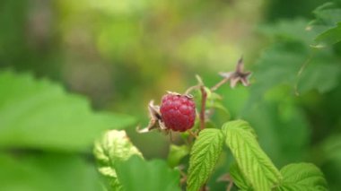 Bahçede büyük bir tatlı ahududu meyve kırmızı olgun sulu ahududu. Ahududu hasat. lezzetli meyve dalı. organik meyve. Bahçe iş