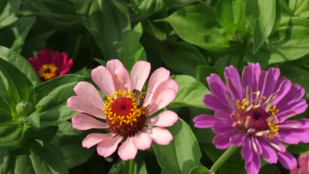 Schöne Blumen Tsiniya blühen im Garten. Blumengeschäft. schöner Blumengarten blüht im Frühling. Bunte Blumen im Sommer im Park. — Stockvideo