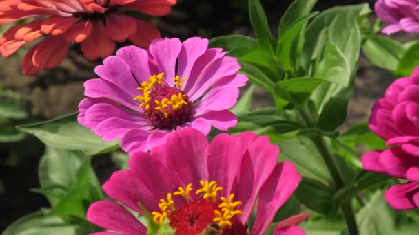 Různobarevné květy v parku v létě. Tsiniya krásné květiny kvetou v zahradě. zestárla. krásná květinová zahrada květy na jaře. — Stock video