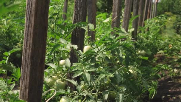 Yeşil domates bir dalda asılı olan. olgunlaşmamış domates çiftçilerin plantation yakın çekim. Fetus sera domates bitki. tarıma dayalı işletme — Stok video