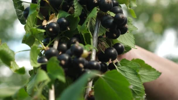 Czarne dojrzałe soczyste porzeczki w ogrodzie, duża jagoda słodka porzeczka. Zbiory czarnej porzeczki są zbierane przez rolnika. smaczne jagody na gałęzi. biznes ogrodowy. Zbliżenie. — Wideo stockowe