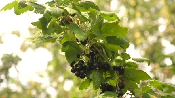 收获的黑醋栗。在树枝上美味的浆果。花园业务。特写。在花园里的黑成熟多汁的醋栗, 一个大的甜醋栗浆果. — 图库视频影像