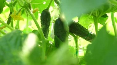açık alanda yetiştirilen taze salatalık. Plantation salatalık. Seralarda salatalık büyüyen. Yeşil salatalık bir çalı büyümek. Bahçe iş. çiçekli salatalık. Çevre Dostu.