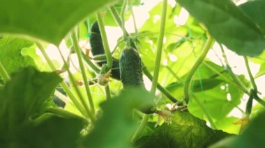 Salatalık bir çiçekli çalı yetişir. açık alanda yetiştirilen taze salatalık. Plantation salatalık. Seralarda salatalık büyüyen. Bahçe iş. çiçek açan salatalık. ekolojik sertifikalı tarım temiz.