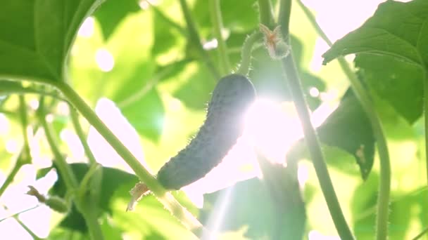 Gurka växer på en buske i solen. färska gurkor odlas på friland. plantering av gurkor. Odla gurka i växthus. trädgård företag. blommande gurka. städa ekologiskt. — Stockvideo