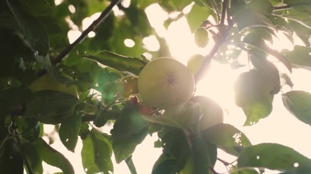 Красиві яблука дозрівають на дереві в променях сонця. аграрний бізнес. Зелені яблука на гілці. органічні фрукти. Яблука на дереві . — стокове відео