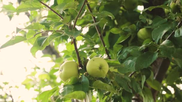Manzanas verdes en la rama. hermosas manzanas maduran en el árbol. negocio agrícola. fruta orgánica. Manzanas en el árbol . — Vídeo de stock