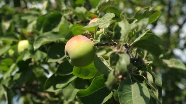 树上的青苹果。有机水果。美丽的苹果在阳光下的树枝上成熟。农业企业。树上的苹果. — 图库视频影像