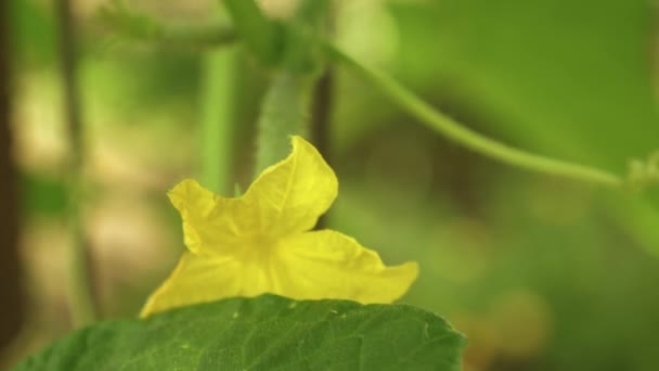 ブッシュのきゅうりの花の黄色の花。グランド オープンで栽培キュウリを開花します。きゅうりのプランテーション。温室でキュウリを栽培します。庭のビジネス。開花キュウリ. — ストック動画